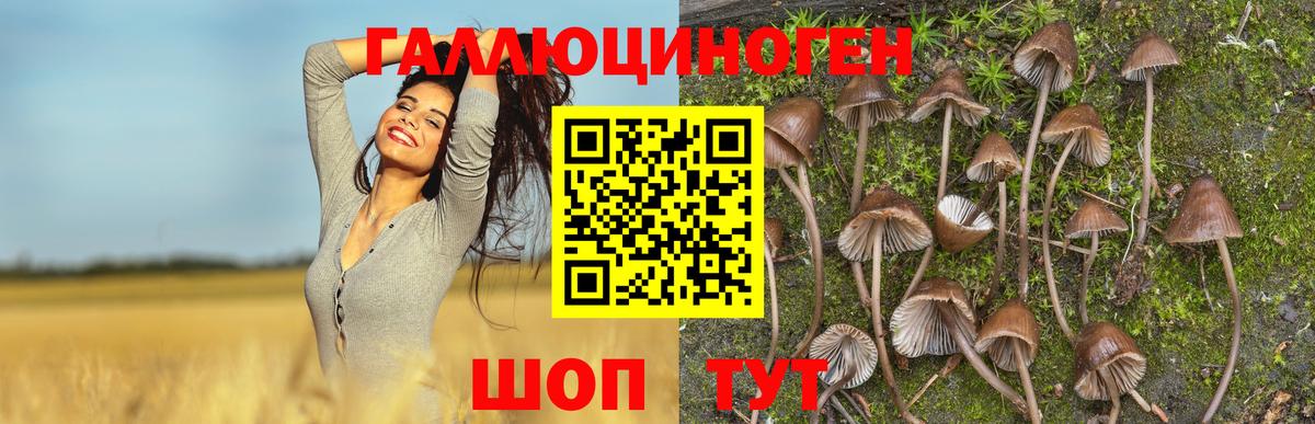 Псилоцибиновые грибы Psilocybine cubensis Малгобек